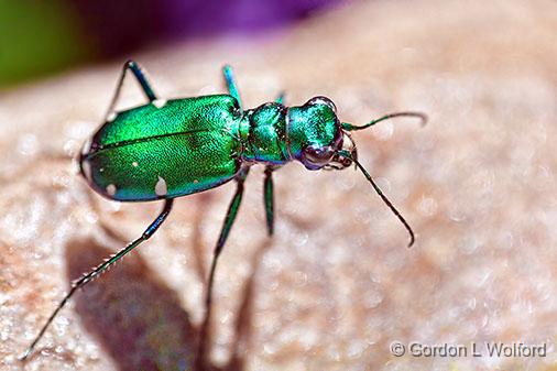 Metallic Green Bug_26972-4.jpg - Six-spotted Tiger Beetle (Cicindela sexguttata) on a rock photographed at Smiths Falls, Ontario, Canada.